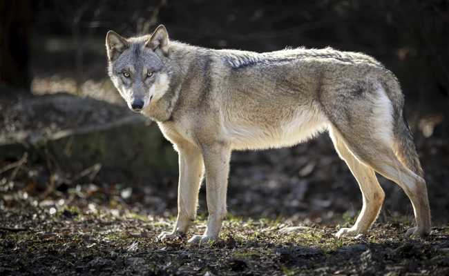 Wolfsrisse im Appenzellerland: Wie die Bauern auf die Rückkehr des Wolfs reagieren
