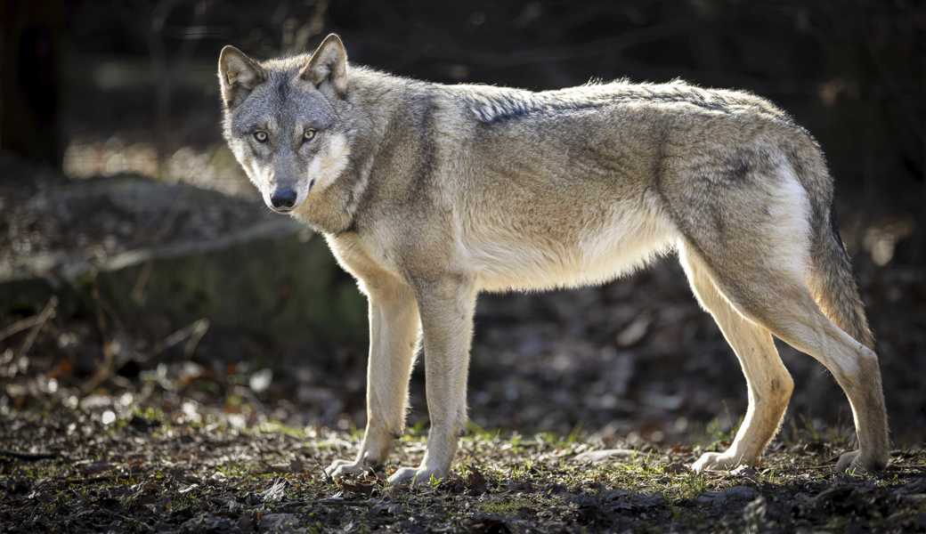 Wolfsrisse im Appenzellerland: Wie die Bauern auf die Rückkehr des Wolfs reagieren