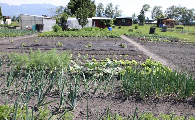 Täglich frisches Gemüse im Garten ernten