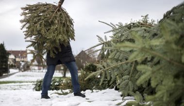 Das Schicksal der Christbäume: Verbrannt, kompostiert, geworfen