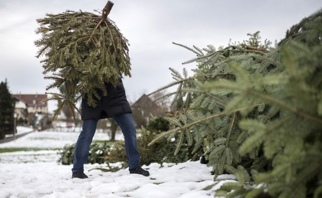 Das Schicksal der Christbäume: Verbrannt, kompostiert, geworfen