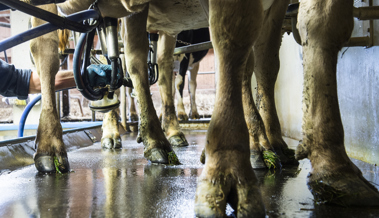 Zeitumstellung auf dem Bauernhof – wie Kühe auf den anderen Rhythmus reagieren