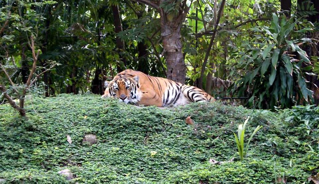 Ramses, der Sibirische Tiger, ist das Farm-Maskottchen. Sein Gehege gilt als schönstes Tigergehege der ganzen philippinen.