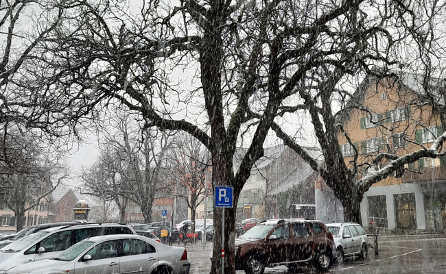 Kastanienbaum auf der Breite ist krank und muss gefällt werden