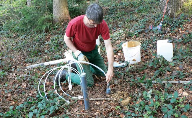Ein Auge auf den Wald haben