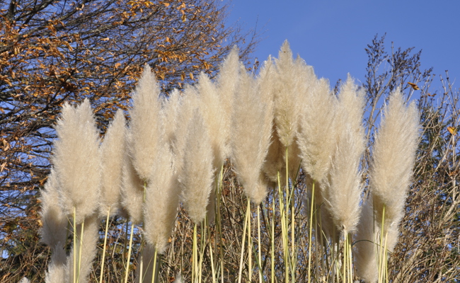 Pampasgras richtig schneiden - Tipps für die perfekte Pflege