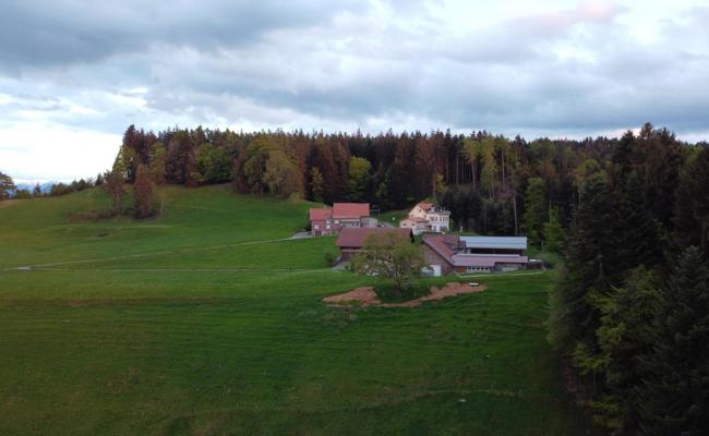 Wolfsriss in Walzenhausen
