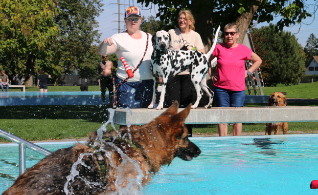 Zum Saisonschluss erobern Hunde die Badi-Schwimmbecken