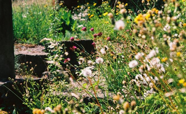 Widerstandsfähige Wildstauden aus der Region