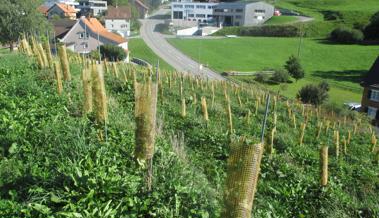 Walzenhausen wird wieder zum Weindorf