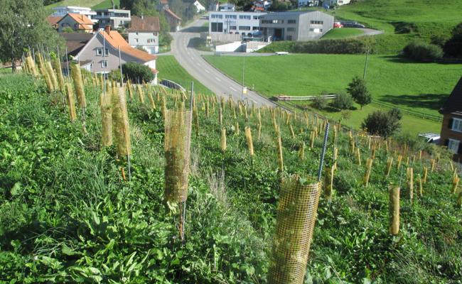 Walzenhausen wird wieder zum Weindorf