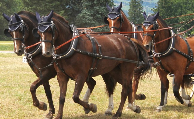 Die Rheintaler Fahrsporttage stehen auch im Zeichen der Jugend