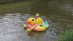 4230 Enten schwimmen den Binnenkanal hinunter