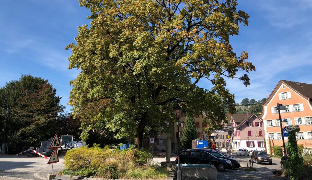 Der Spitzahorn wird im Zuge der Neugestaltung des Hengetenplatzes durch einen grosskronigen, hochstammigen Laubbaum ersetzt.