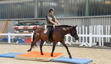 Spannende Prüfungen am Gymkhana auf der Rheininsel