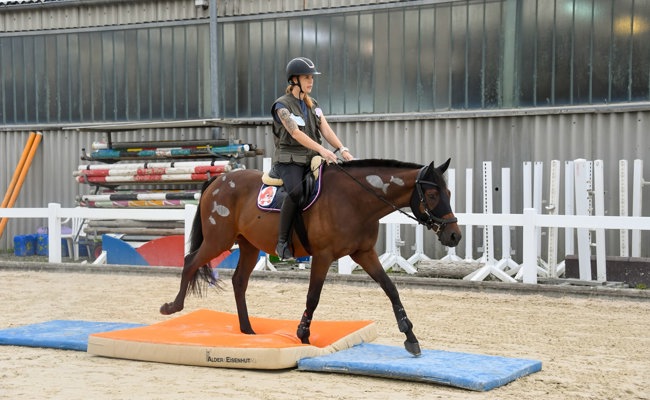 Spannende Prüfungen am Gymkhana auf der Rheininsel