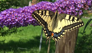 Jahr für Jahr gibt es weniger Schmetterlinge - kommt jetzt die Trendwende?