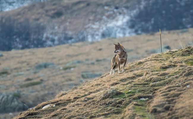 Neun ungeschützte Schafe auf der Alp Gamserrugg gerissen