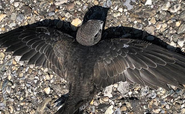 Pechvogel kann nicht selber starten