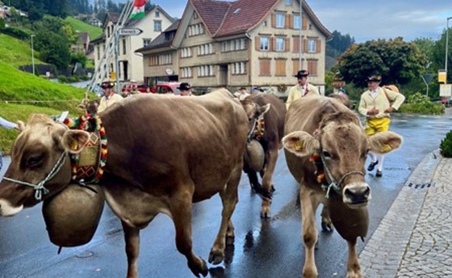 Miss Walzenhausen erhielt an der Viehschau eine Glocke vom Gemeindepräsidenten