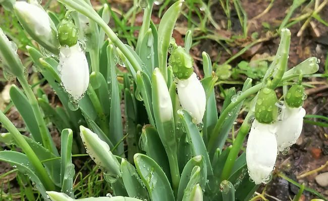 Die Schneeglöckchen blühen schon, obschon es noch früh im Jahr ist