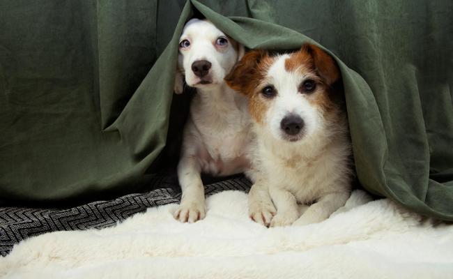 1. August-Feuerwerk: Tipps, was Tieren bei Angst  und Panik hilft