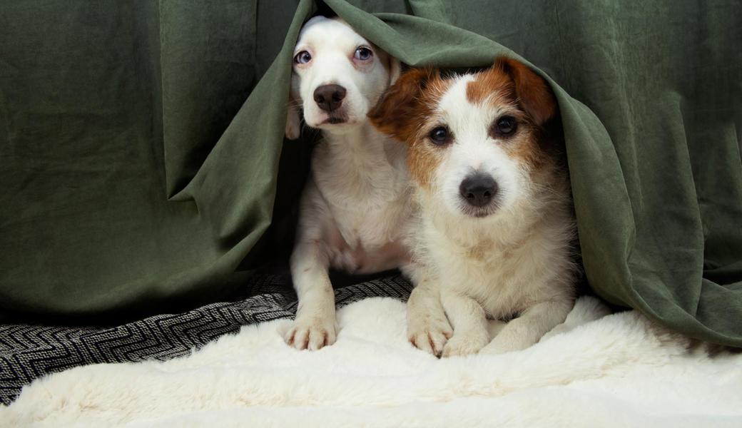 Tiere haben häufig Angst vor Feuerwerk.