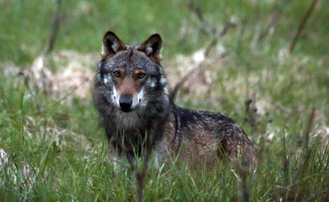 Wolf im Rheintal ist identifiziert