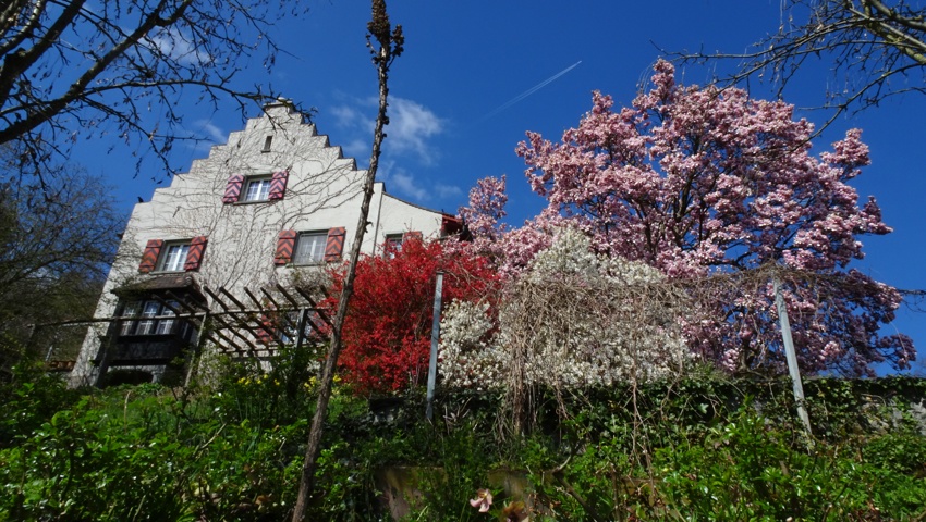 Frühling. Ein Schmuckstück in Ober Heerbrugg.