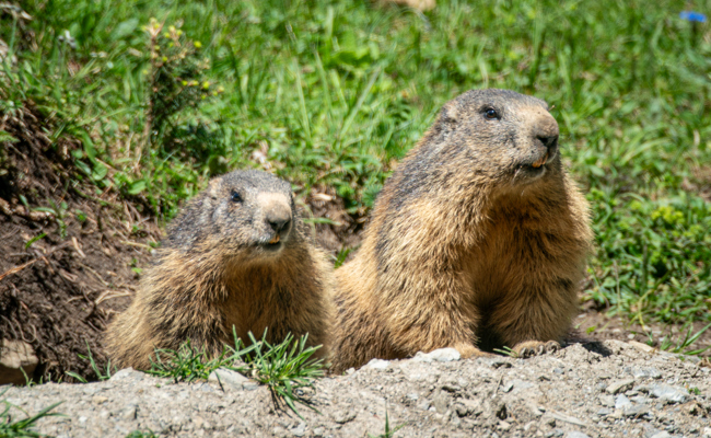 An die Sonne! Die ersten Murmeltiere läuten den Alpsommer ein