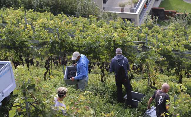 Am meisten litt der Pinot Noir: Das Rebjahr 2023 brachte extreme Wetterwechsel