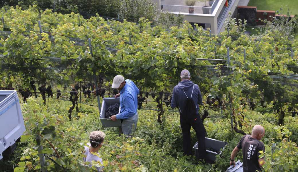 Fleissige Helfende bei der Weinlese im Rebberg des «Tobias Wein.gut» in Au Monstein. 