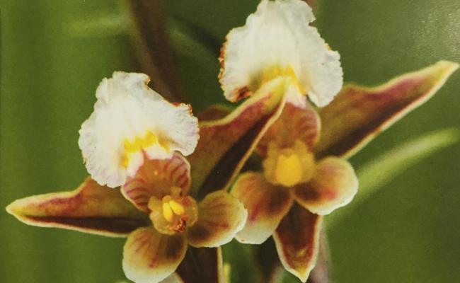 400 Orchideen bei Montlingen