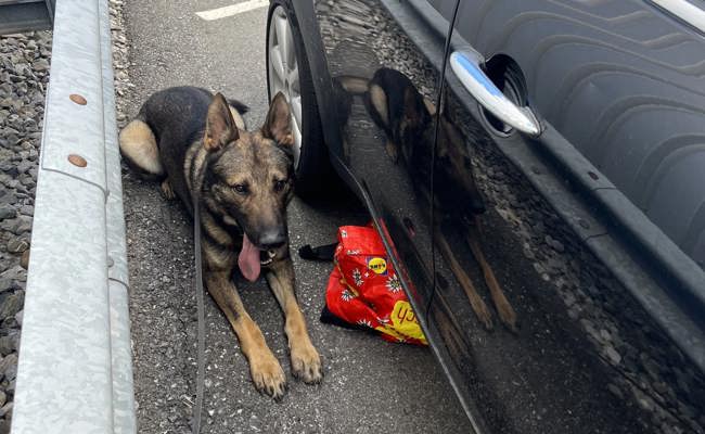 Fleissige Polizeihunde und hungrige Einbrecher: Das waren die amüsantesten Polizeimeldungen des Jahres