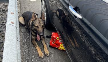 Fleissige Polizeihunde und hungrige Einbrecher: Das waren die amüsantesten Polizeimeldungen des Jahres