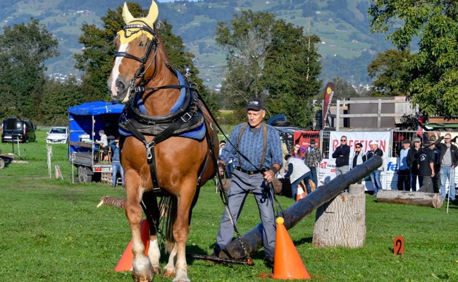 Gespann-Fahrverein und Holzrücker laden zum gemeinsamen Turnier