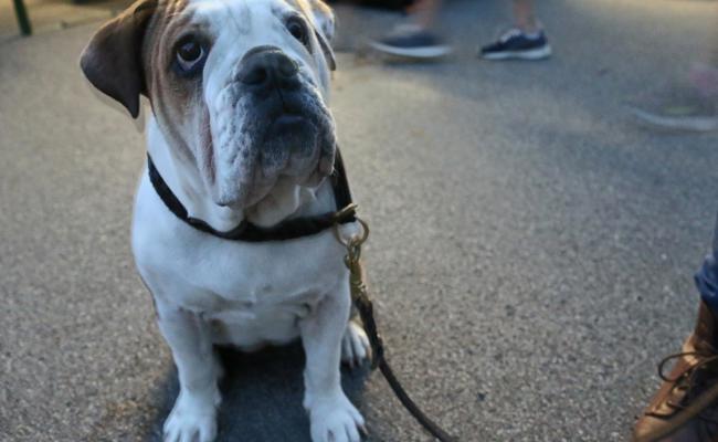 Neues Hundereglement und neues Kataster