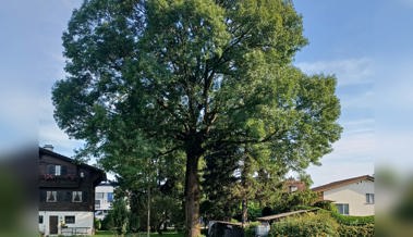 Vom Sackmesser verschont: die hundertjährige Esche der Familie Hutter