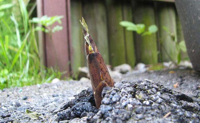 Garten: Der Bambus des Nachbarn