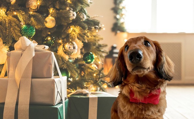 Weihnachten mit Haustieren: Brauchen Hunde, Katzen & Co. eigene Geschenke?