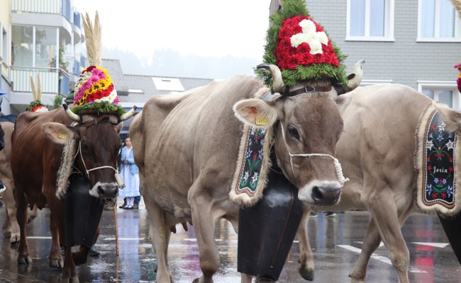 Bei der Viehschau Oberegg-Reute glänzen die Kühe mit aufwendigem Kopfschmuck