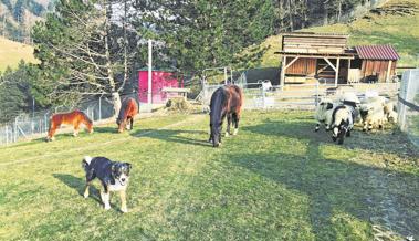 Zauberei und viele Tiere am Zoofest