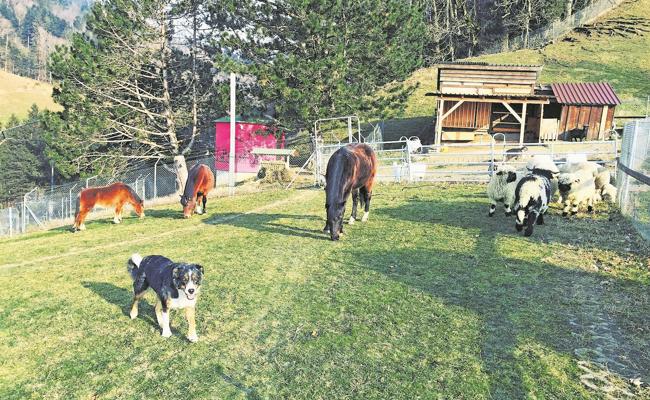 Zauberei und viele Tiere am Zoofest