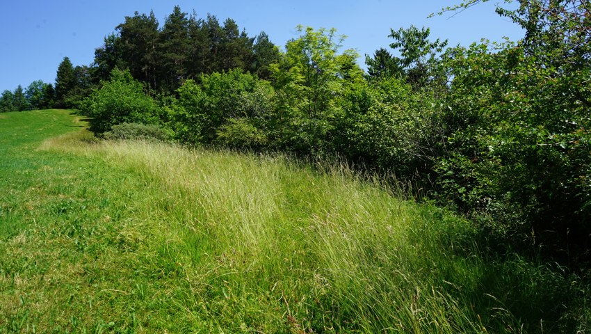 Die schönste Hecke Innerrhodens, gepflegt von Judith und Rolf Bischofberger. Die schönste Hecke Innerrhodens, gepflegt von Judith und Rolf Bischofberger.