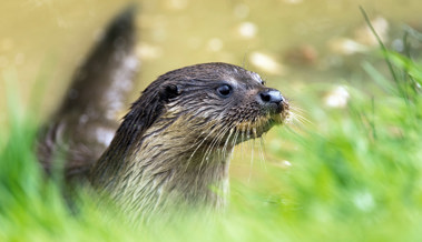 Der Fischotter ist bei uns wieder heimisch: Warum sich nicht alle über seine Rückkehr freuen