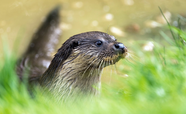 Der Fischotter ist bei uns wieder heimisch: Warum sich nicht alle über seine Rückkehr freuen