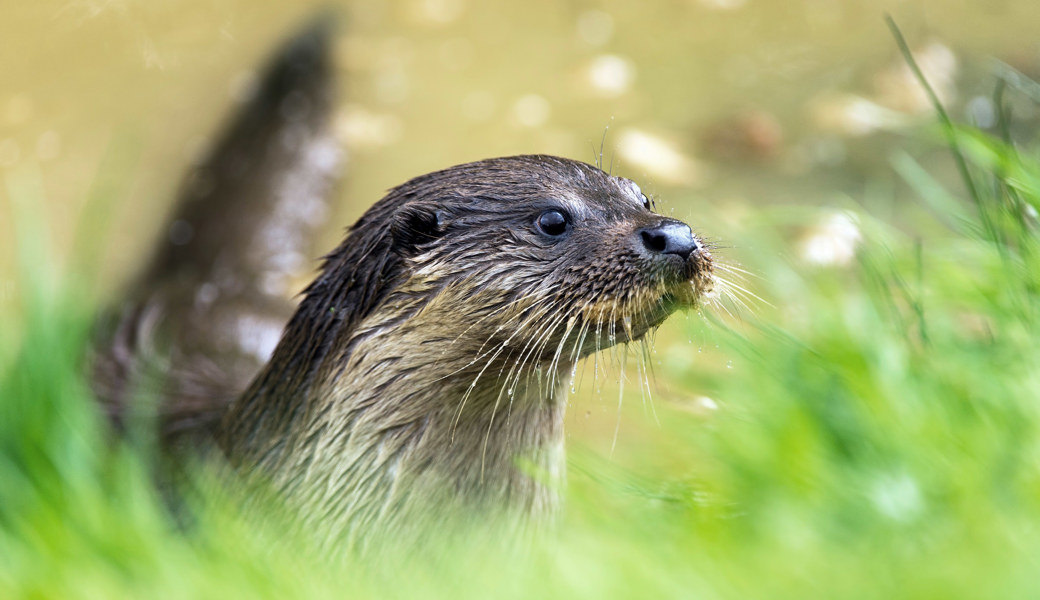 Der Fischotter ist bei uns wieder heimisch: Warum sich nicht alle über seine Rückkehr freuen