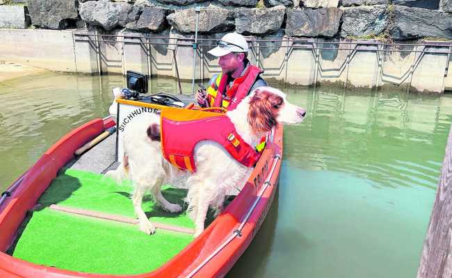 Rettungshund kann einen im Wasser liegenden Menschen riechen