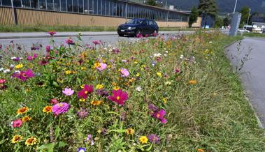 Hohe Blumen gefährden den Verkehr