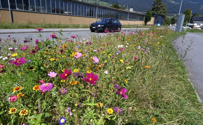 Hohe Blumen gefährden den Verkehr